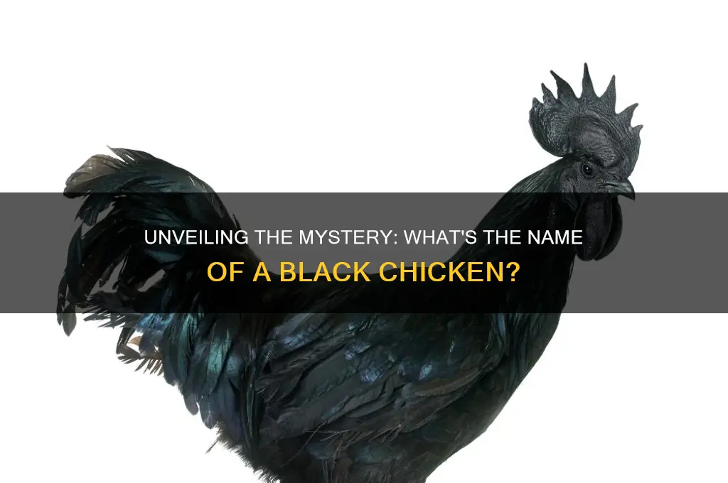 what do you call a black chicken