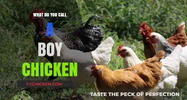 What’s the Correct Term for a Male Chicken? Unraveling the Mystery