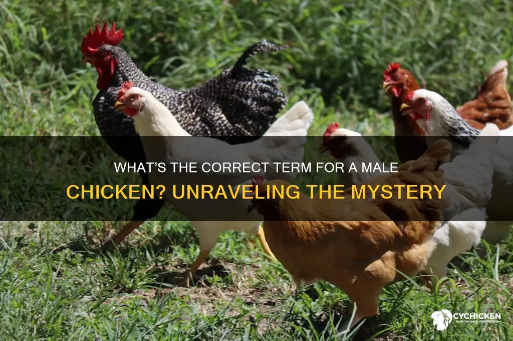 what do you call a boy chicken