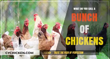 A Flock of Fun: What to Call a Bunch of Chickens