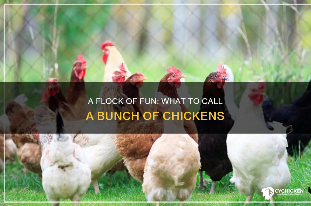 what do you call a bunch of chickens