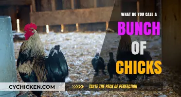 A Clucking Collective: What to Call a Bunch of Chicks