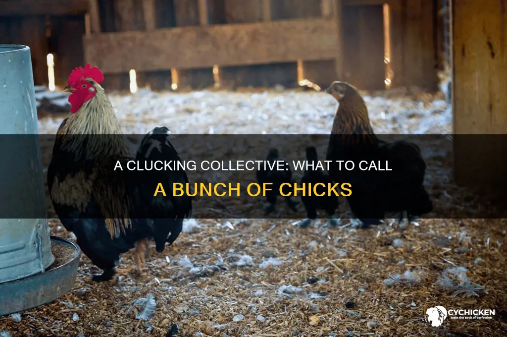 what do you call a bunch of chicks