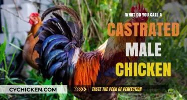 Capon: The Proper Name for a Castrated Male Chicken Explained