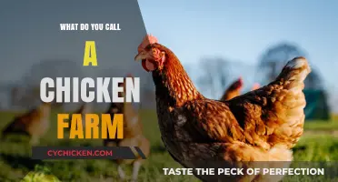 What’s the Right Term for a Chicken Farm? Let’s Explore!