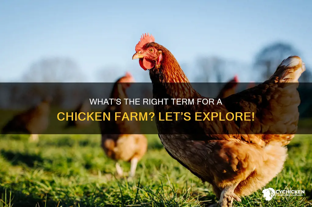 what do you call a chicken farm