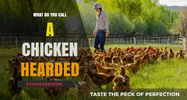 What’s the Collective Noun for a Group of Chickens? Discover Now!