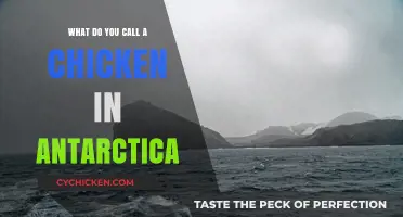Chilly Clucks: What to Call a Chicken in Antarctica?