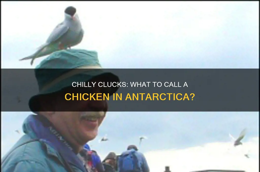 what do you call a chicken in antarctica