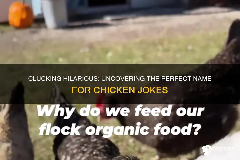 what do you call a chicken joke