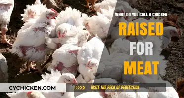 Meat Chickens: What's in a Name?