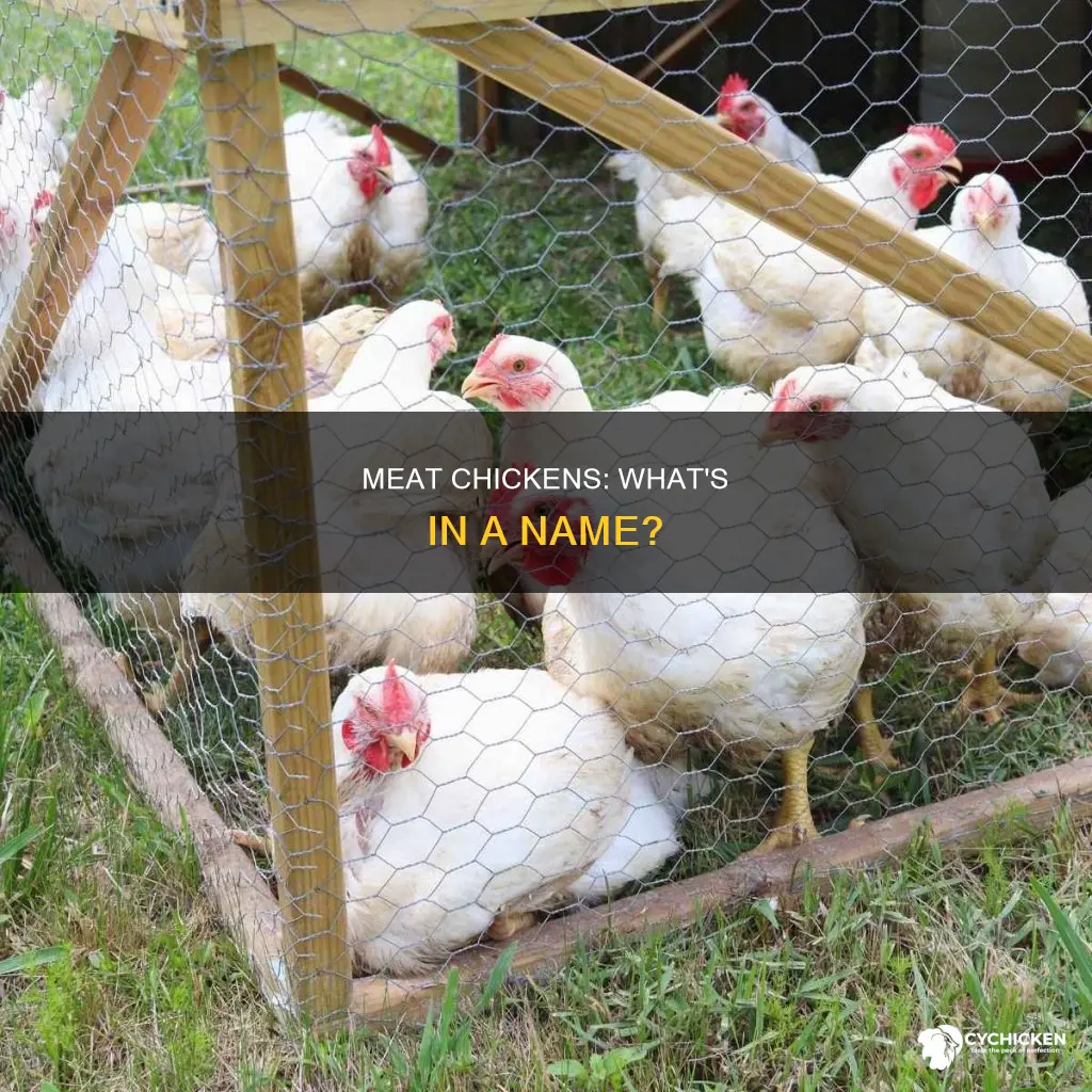 what do you call a chicken raised for meat