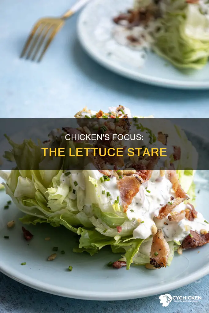 what do you call a chicken starring at lettuce