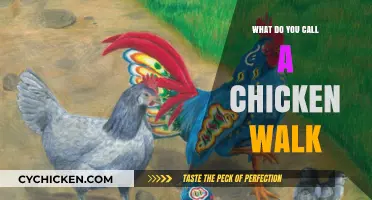 The Quirky Strut: Unraveling the Name of a Chicken's Walk