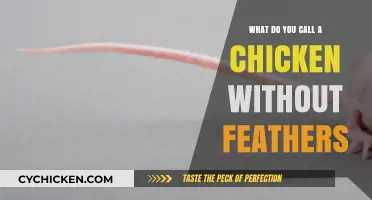 Bald Birds: Uncovering the Name for Featherless Chickens