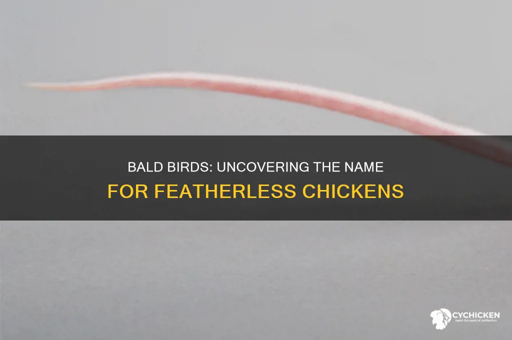 what do you call a chicken without feathers