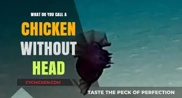 The Bizarre Truth About Headless Chickens: What’s the Real Name?