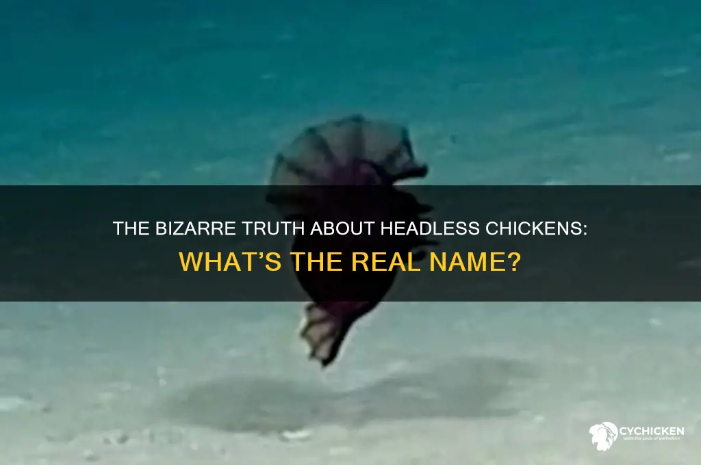what do you call a chicken without head