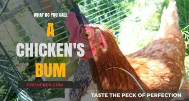 Cluck's Rear End: Uncovering the Quirky Name for a Chicken's Bum
