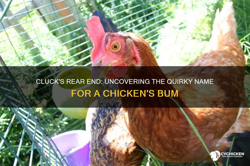 what do you call a chicken