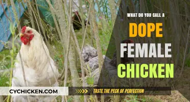 What’s the Term for a Dope Female Chicken? Let’s Cluck and Find Out!
