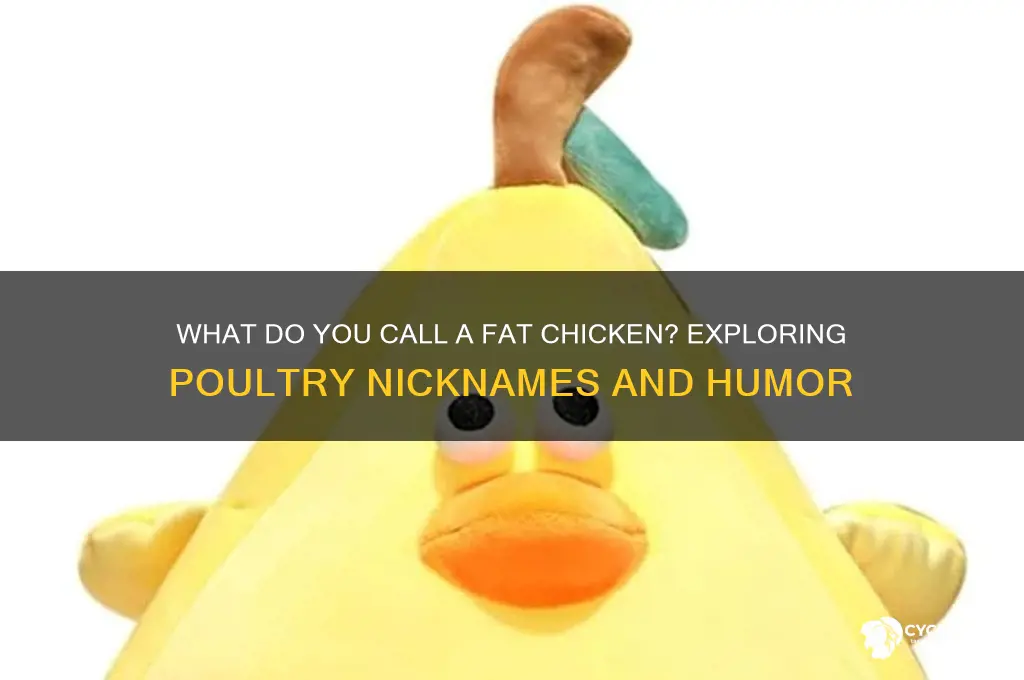 what do you call a fat chicken