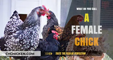 What’s the Correct Term for a Female Chick? Unraveling Poultry Lingo