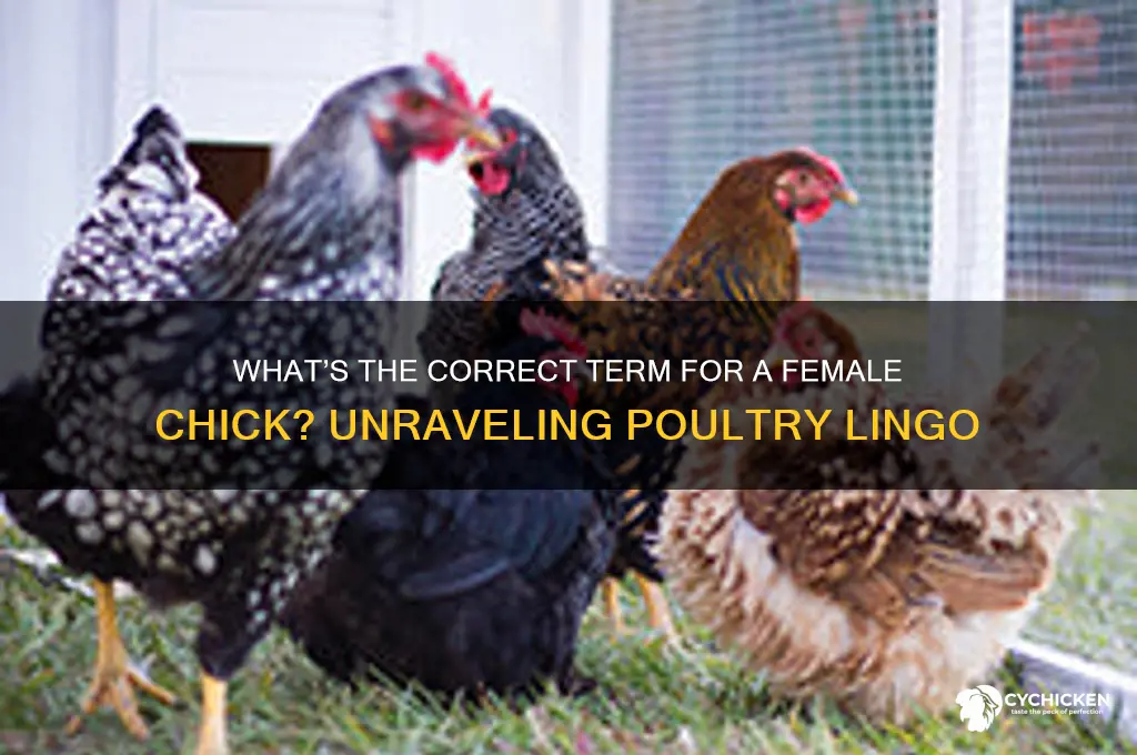 what do you call a female chick