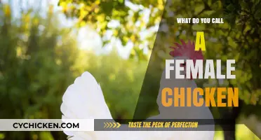 What’s the Proper Term for a Female Chicken? Let’s Cluck and Find Out!