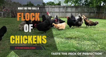 What’s the Collective Noun? Unveiling the Term for a Flock of Chickens