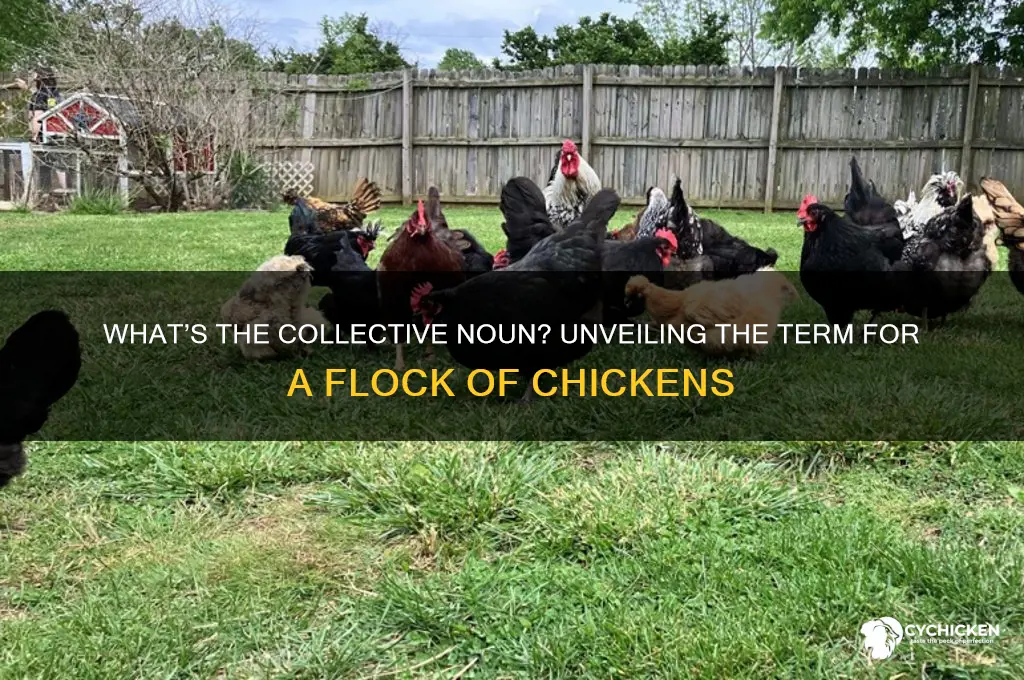 what do you call a flock of chickens