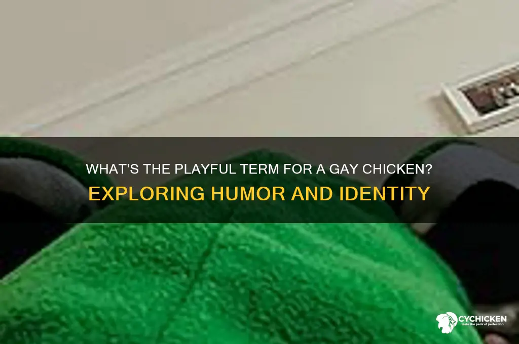 what do you call a gay chicken