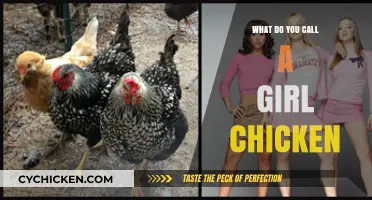 What Do You Call a Girl Chicken? Unraveling Poultry Gender Terms