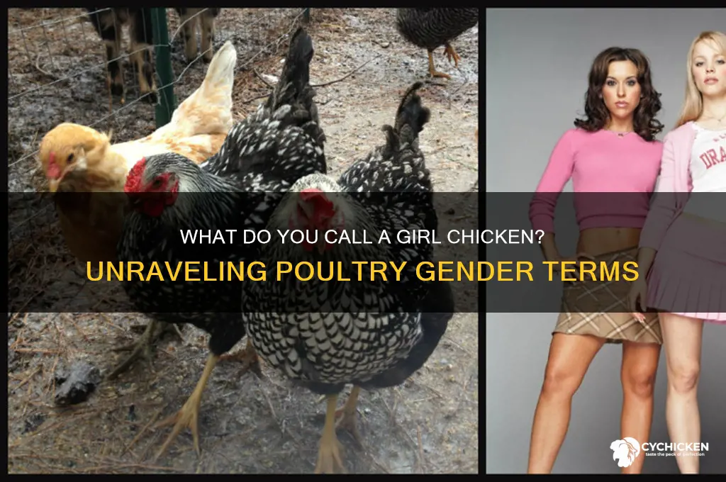 what do you call a girl chicken