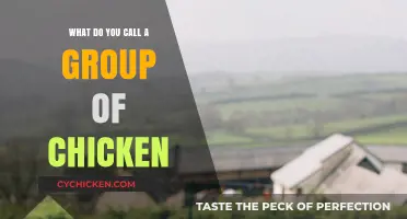 What’s the Collective Noun? Unveiling the Name for a Group of Chickens
