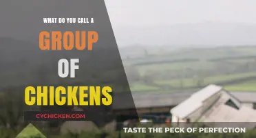 What’s the Collective Noun? Unveiling the Name for a Group of Chickens