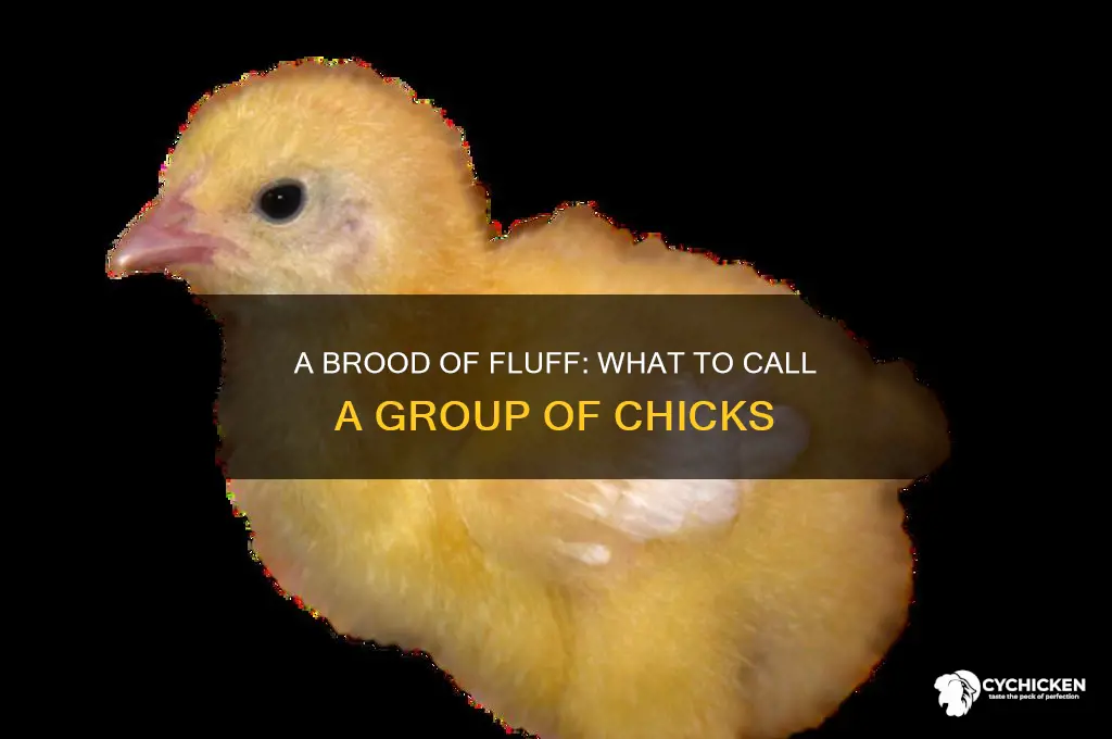 what do you call a group of chicks