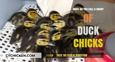 Ducklings: What's in a Name?