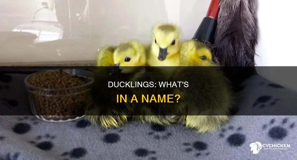 what do you call a group of duck chicks