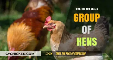 What’s the Collective Noun? Unveiling the Term for a Group of Hens