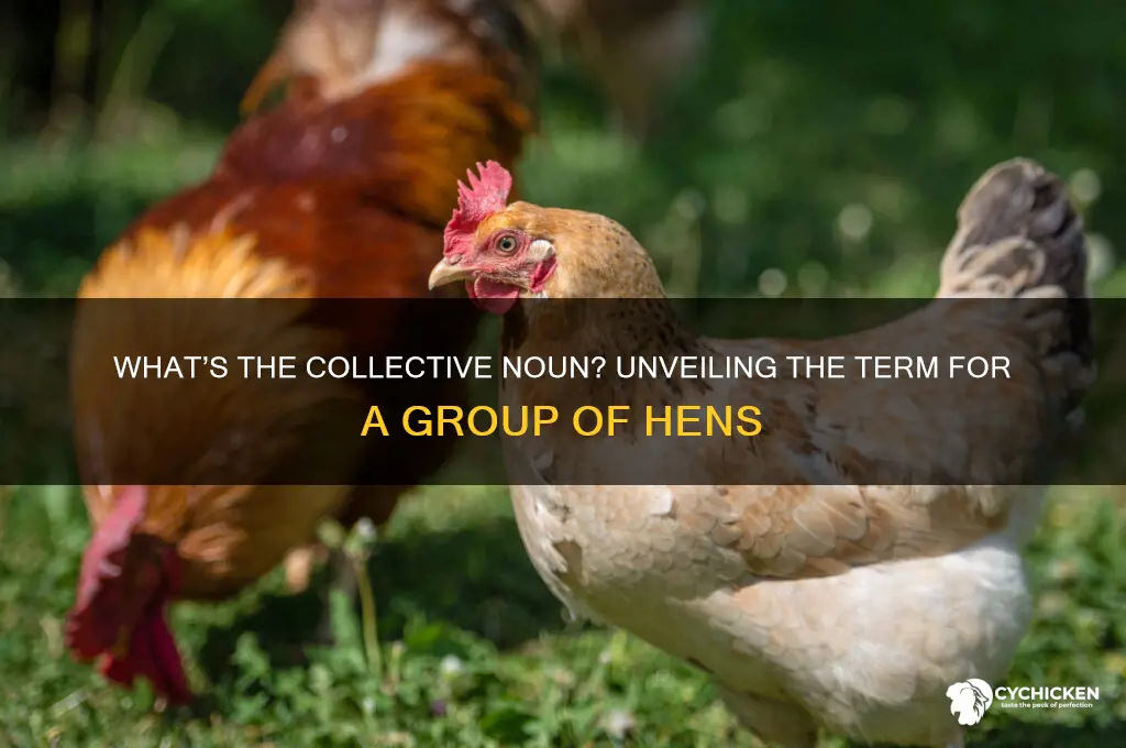 what do you call a group of hens