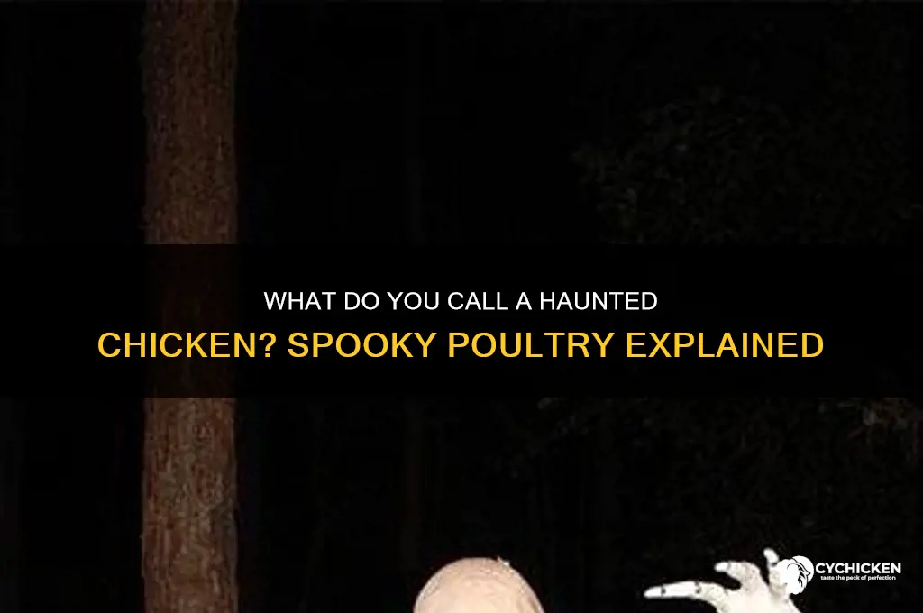 what do you call a haunted chicken
