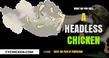 What Do You Call a Headless Chicken? Unraveling the Idiom's Meaning