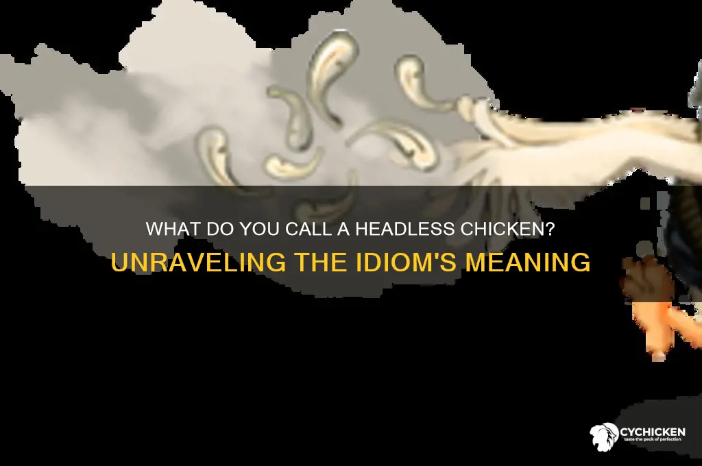what do you call a headless chicken