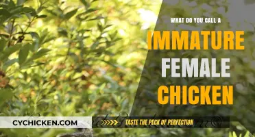 What’s the Term for an Immature Female Chicken? Let’s Cluck and Learn!