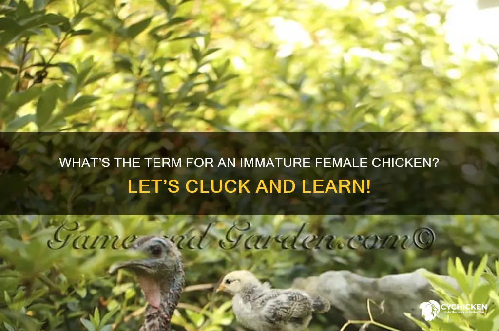 what do you call a immature female chicken