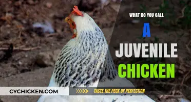 What’s the Correct Term for a Juvenile Chicken? A Quick Guide
