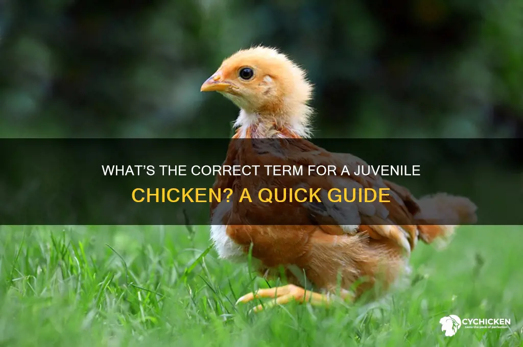 what do you call a juvenile chicken