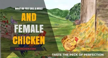 Names for Male and Female Chickens: What to Call Your Flock