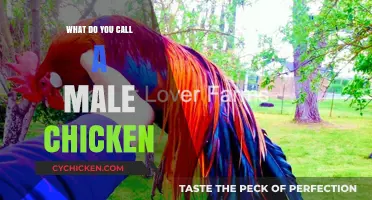 What’s the Proper Name for a Male Chicken? Unraveling the Mystery